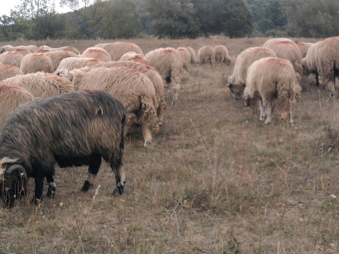 Fotografie0314 - 0 Oi 15 octombrie 2011