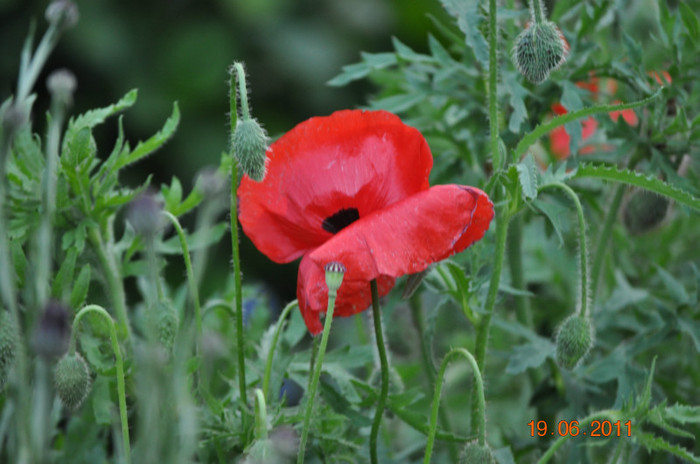 DSC_0013 - flori-fleurs-bloemen