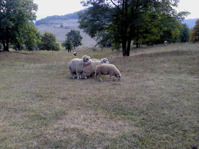 DSC01771 - 0 Oi 15 octombrie 2011