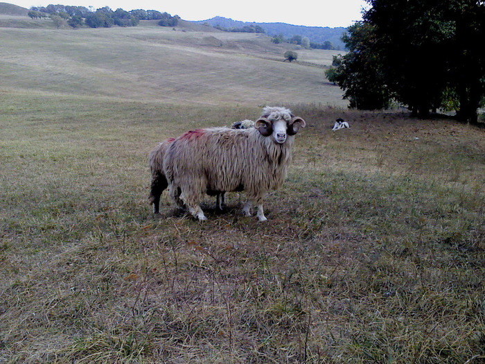 DSC01774 - 0 Oi 15 octombrie 2011