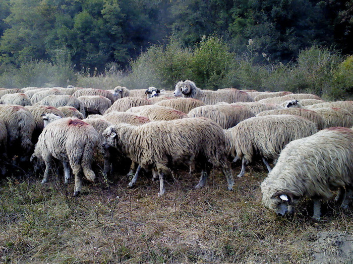 DSC01775 - 0 Oi 15 octombrie 2011
