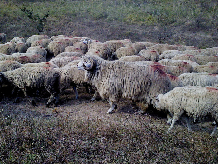 DSC01778 - 0 Oi 15 octombrie 2011