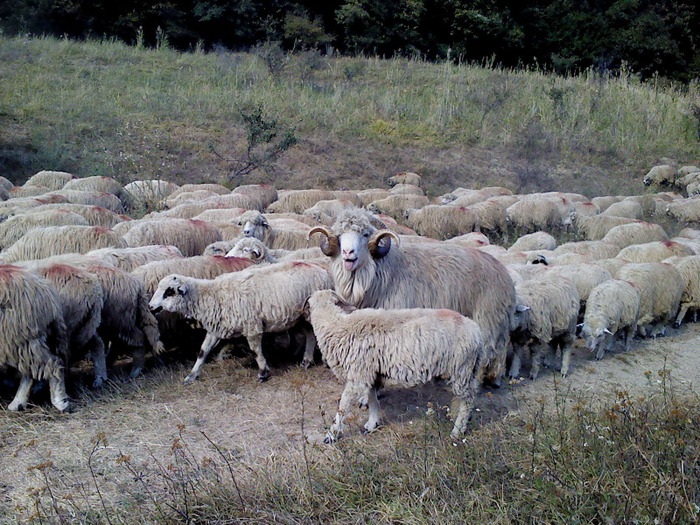 nu mai pottt - 0 Oi 15 octombrie 2011