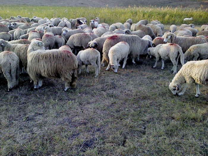 DSC01784 - 0 Oi 15 octombrie 2011