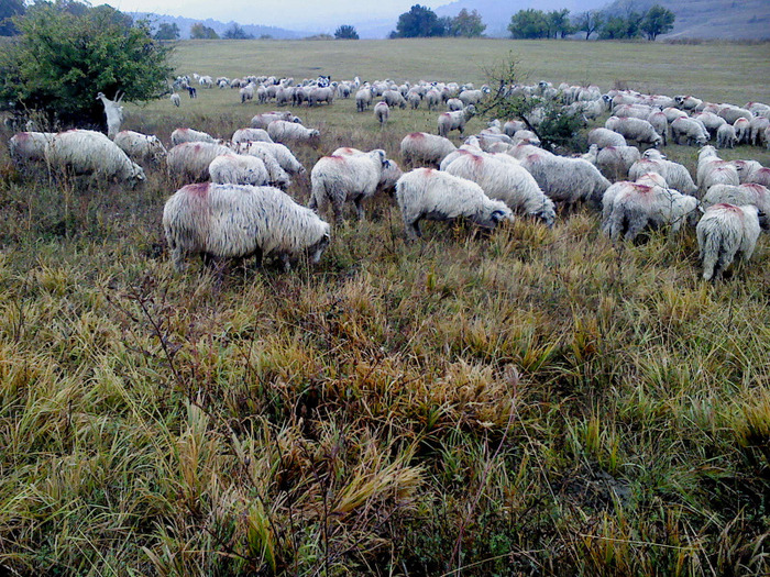 DSC01807 - 0 Oi 15 octombrie 2011