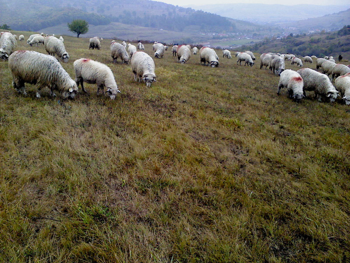 DSC01809 - 0 Oi 15 octombrie 2011