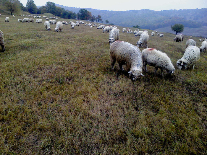 DSC01810 - 0 Oi 15 octombrie 2011
