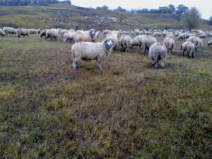 DSC01823 - 0 Oi 15 octombrie 2011