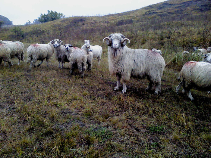 DSC01847 - 0 Oi 15 octombrie 2011