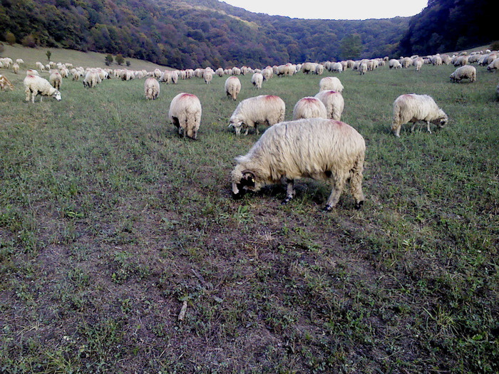 DSC01877 - 0 Oi 15 octombrie 2011