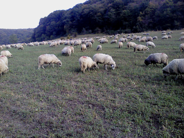 DSC01878 - 0 Oi 15 octombrie 2011