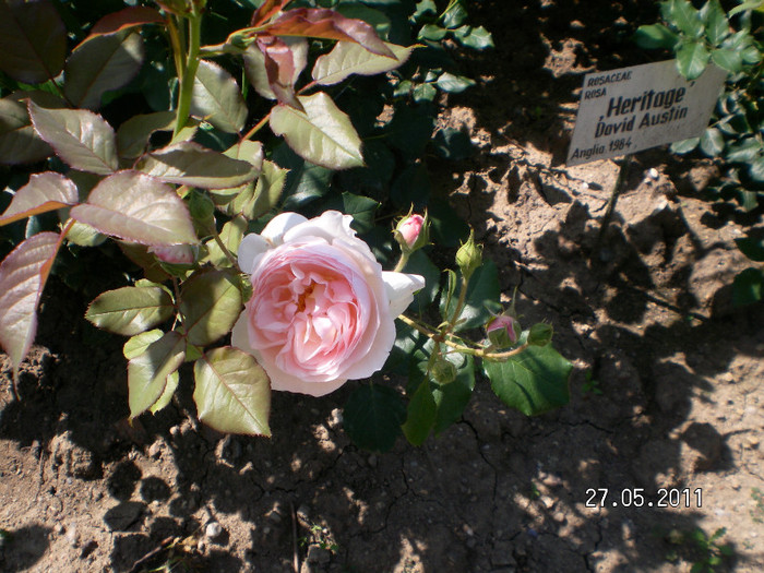 heritaje - Gradina botanica