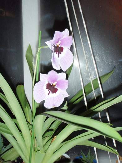 cea mov - Miltonia