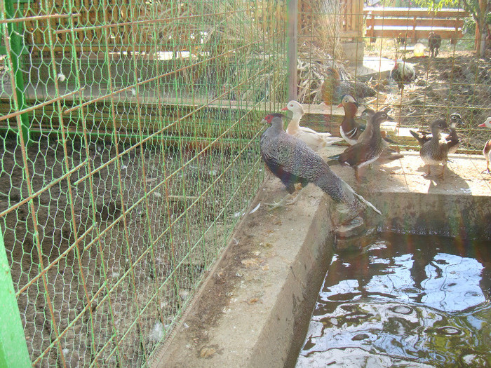 DSC05111 - I--RATELE MELE