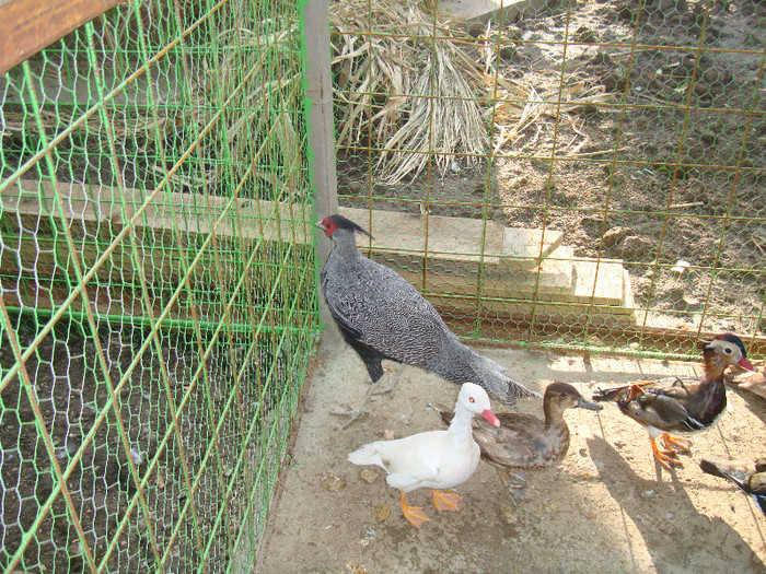 DSC05112 - I--RATELE MELE
