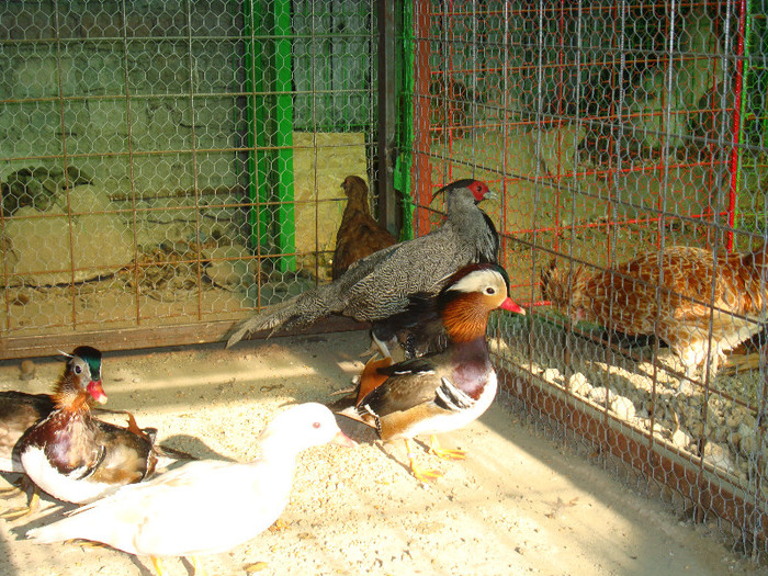 DSC05126