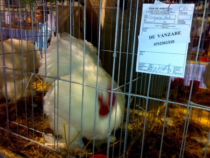  - Cupa Dunarii GL - feb 2010 ed I