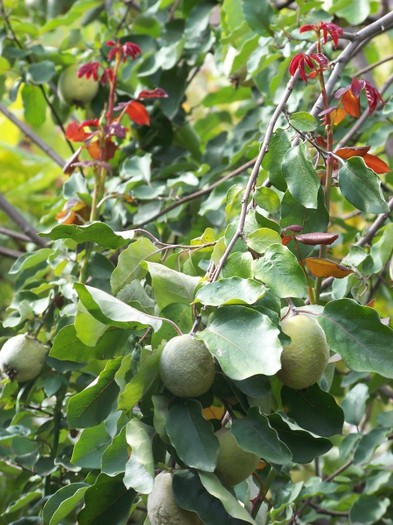 100_9806 - Octombrie 2011 flori