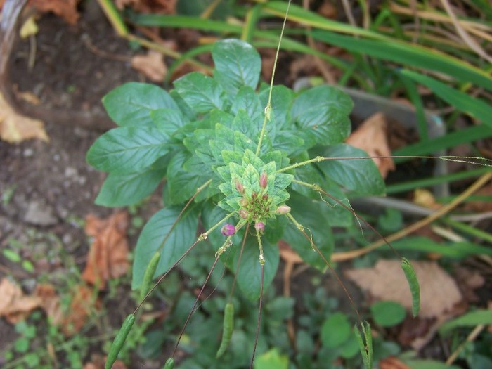 100_9809 - Octombrie 2011 flori