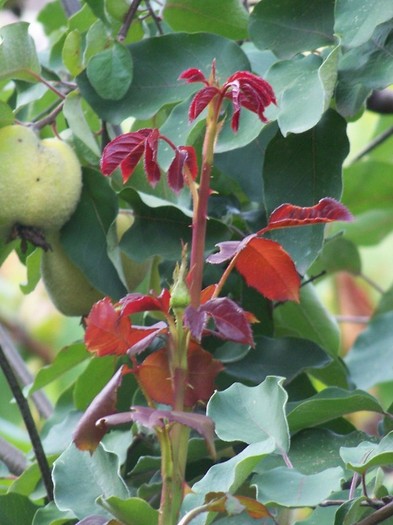 100_9813 - Octombrie 2011 flori