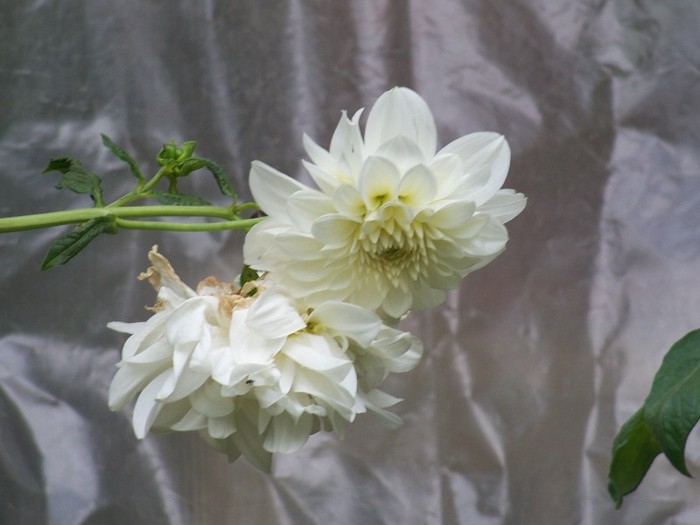 100_9815 - Octombrie 2011 flori