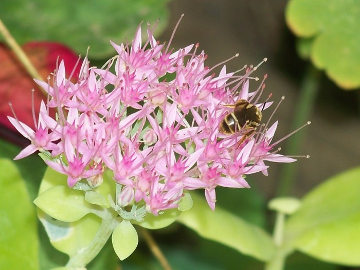 100_9828 - Octombrie 2011 flori