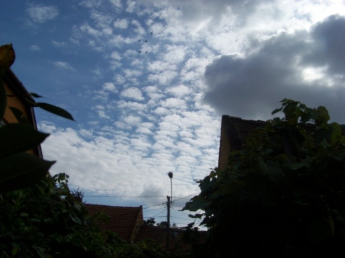 100_9834 - Octombrie 2011 flori