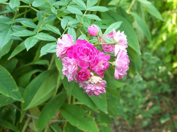 100_9835 - Octombrie 2011 flori