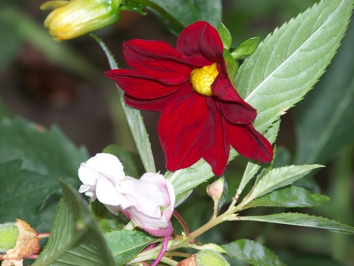 100_9837 - Octombrie 2011 flori