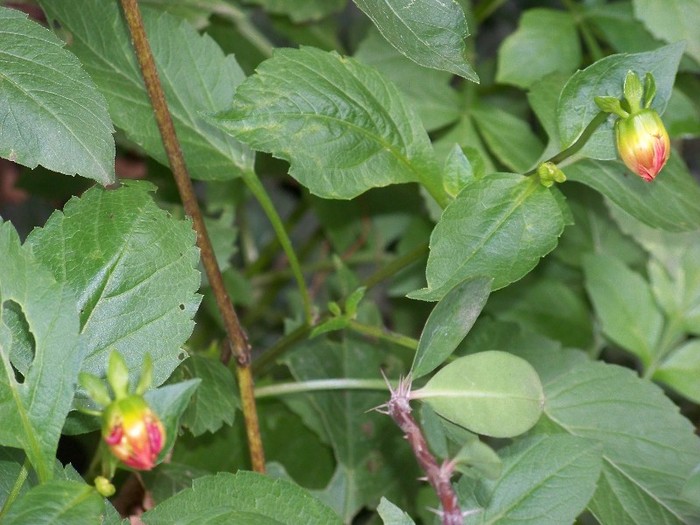 100_9839 - Octombrie 2011 flori