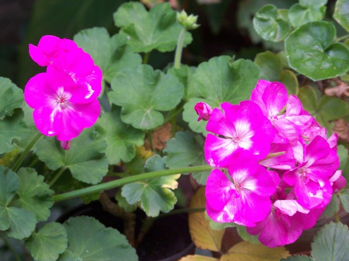 100_9841 - Octombrie 2011 flori