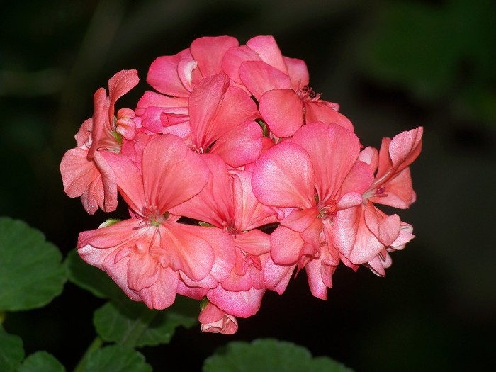 100_9844 - Octombrie 2011 flori