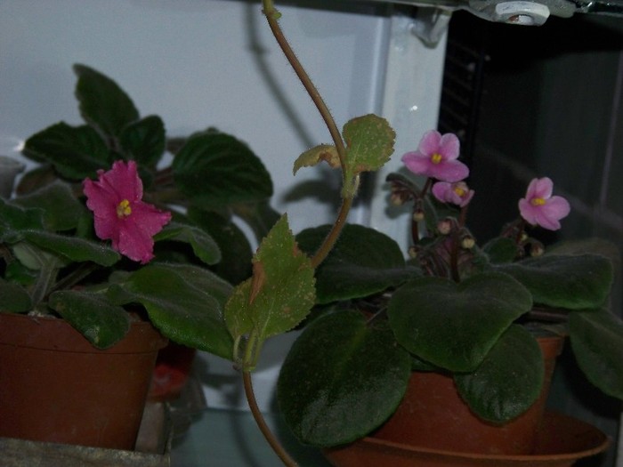 100_9847 - Octombrie 2011 flori