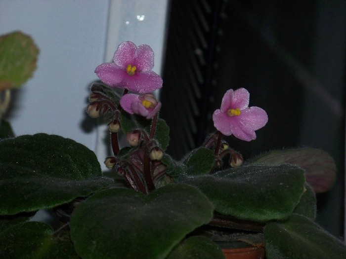 100_9848 - Octombrie 2011 flori