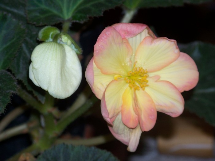 100_9855 - Octombrie 2011 flori