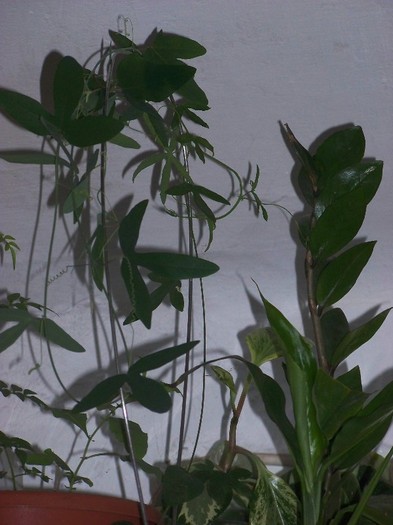 100_9858 - Octombrie 2011 flori