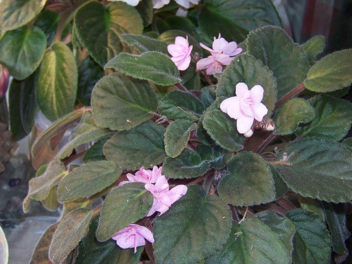 100_9860 - Octombrie 2011 flori