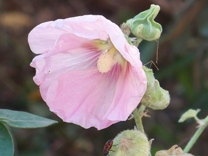 100_9865 - Octombrie 2011 flori