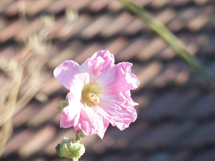 100_9871 - Octombrie 2011 flori