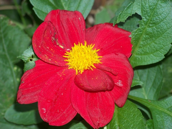 100_9873 - Octombrie 2011 flori