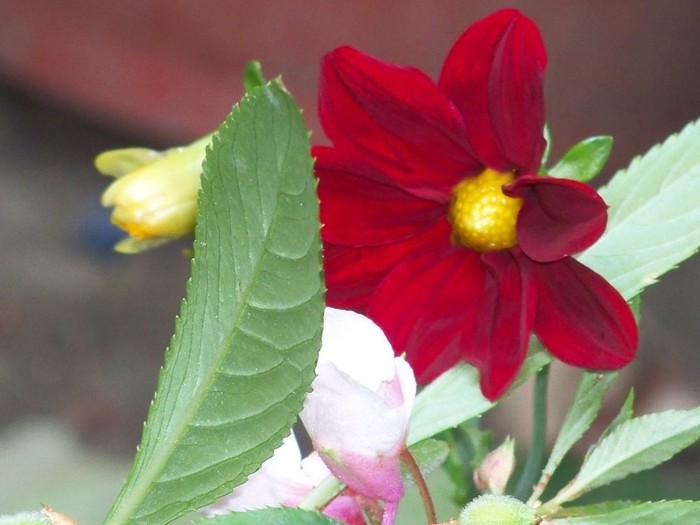 100_9876 - Octombrie 2011 flori