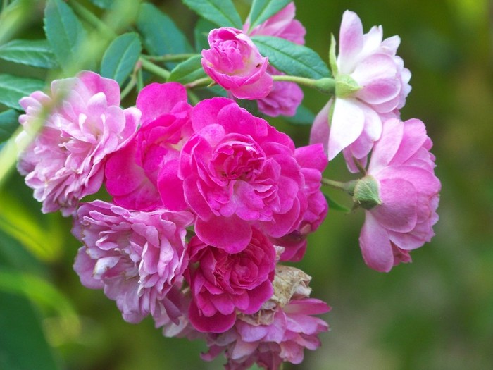 100_9877 - Octombrie 2011 flori