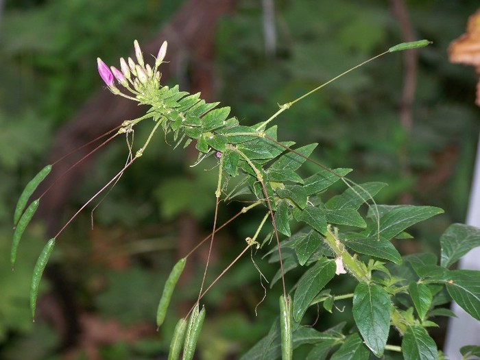 100_9878 - Octombrie 2011 flori