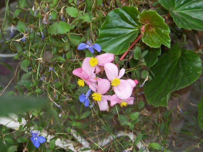 100_9882 - Octombrie 2011 flori