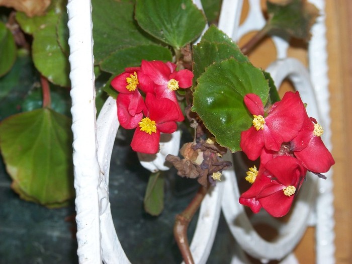 100_9883 - Octombrie 2011 flori