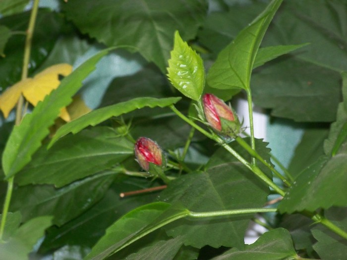 100_9885 - Octombrie 2011 flori