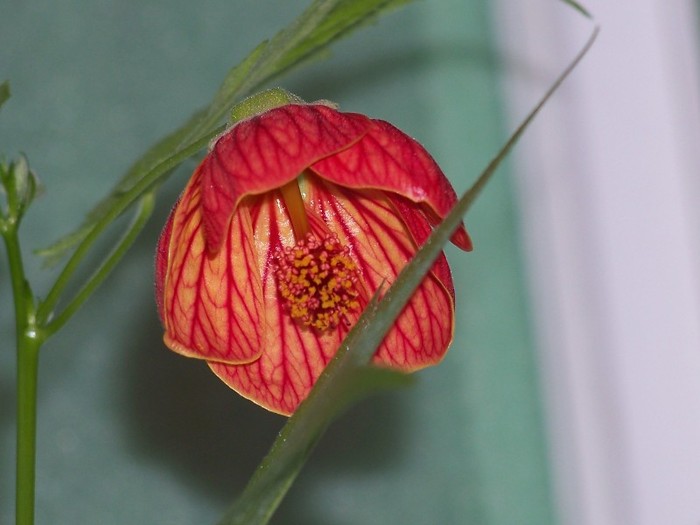 100_9889 - Octombrie 2011 flori