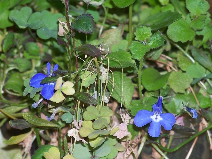 100_9891 - Octombrie 2011 flori