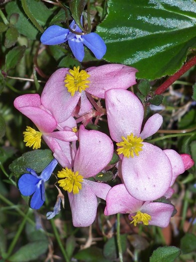 100_9893 - Octombrie 2011 flori