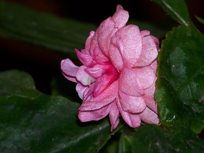 100_9905 - Octombrie 2011 flori